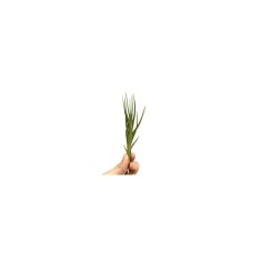 Planta aeriană Tillandsia Albertiana