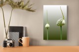 Tablou Canvas, "Boboci de ceapă &icirc;nflorind gradat", Boboc, &Icirc;nflorire, Verde, Natural, Simplist, Organic, Puritate, Natură, Curgere, Hrană, Re&icirc;nnoire, C