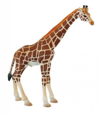 Girafa mascul foto