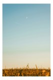 Tablou Canvas, "Luna deasupra c&acirc;mpului de gr&acirc;u", Cer, Lună, Avion, Iarbă, Apus, Orizont, Lumină, Seninătate., 26 x 39 cm, CMCLASS