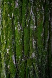 Tablou Canvas, "Tăcerea verde a arborelui bătr&acirc;n", Scoarță, Mușchi, Textură, Natură, Verde, Rugozitate, Copac, Organic., 26 x 39 cm, CMCLASS