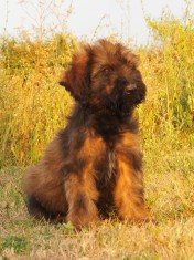 Ca?ei Ciobanesc de Brie Briard foto