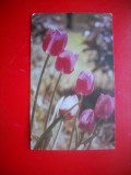 HOPCT 9119 FLORI LALELE -FELICITARE CRACIUN/ ANUL NOU LILIPUT -1 FILA -CIRCULATA
