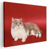 Tablou pisica maro cu alb Tablou canvas pe panza CU RAMA 60x90 cm
