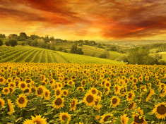 Tablou canvas Apus peste floarea soarelui, 105 x 70 cm foto