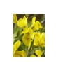 Iris, Danfordia, Galben, 5/6, 1 Bulb, Oem