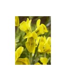 🌟Iris Pachet Special🌟 - 50 bulbi -, Oem