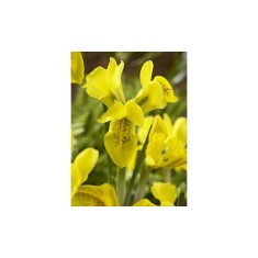 Iris, Danfordia, Galben, 5/6, 1 Bulb
