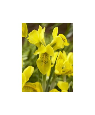 🌟Iris Pachet Special🌟 - 50 bulbi - foto