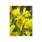 Iris, Danfordia, Galben, 5/6, 1 Bulb