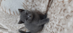 Pui de pisica british shorthair foto