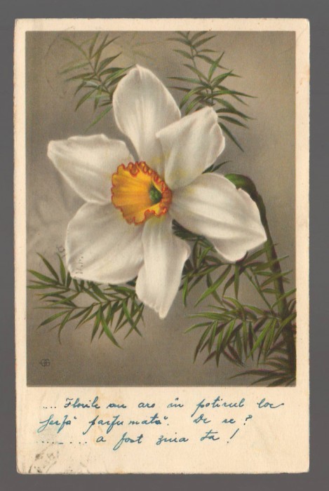 CPIB 20854 - CARTE POSTALA, FELICITARE - FLORI, NARCISA, BERGO, ELITE, 1940