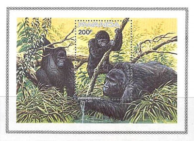 Rwanda 1985 - Fauna, gorile, colita neuzata foto