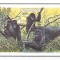 Rwanda 1985 - Fauna, gorile, colita neuzata