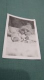 Cumpara ieftin FOTO TIP 9/6 INTERBELICA