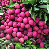 Seminte de pom fructifer Litchi roz 3 seminte mari pentru semanat