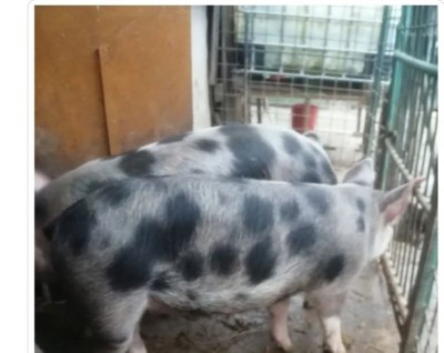 V&amp;acirc;nd porc la Florești Cluj de aproximativ 120kg foto