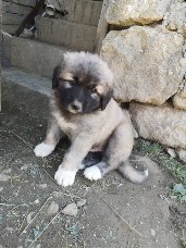 Ciobănesc Caucazian foto