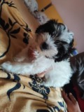 Bichon havanez 3 baieti