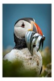 Tablou Canvas, "Puffin cu prada-n cioc strălucitor", Puffin, Colorat, Ocean, Pești, Natură, Cioc, Frumusețe, Viață, Sălbatică, Pene, Albastru, Observa