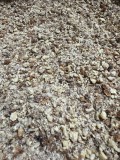 Spartura de alune tigrate - 5kg
