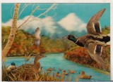Bnk cp Carte postala 3D - rate salbatice - Wonder Co SSP-A-39, Circulata, Japonia, Printata