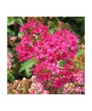 Spiraea japonica &#039;Crispa&#039; &ndash; Cununita cu frunză crestată și flori roz, plantă la ghiveci 10 cm, Oem