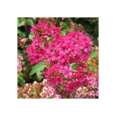 Spiraea japonica &#039;Crispa&#039; &ndash; Cununita cu frunză crestată și flori roz, plantă la ghiveci 10 cm