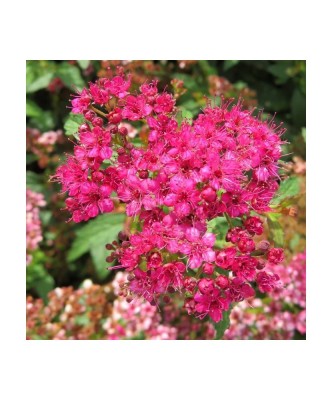 Spiraea japonica &amp;#039;Crispa&amp;#039; &amp;ndash; Cununita cu frunză crestată și flori roz, plantă la ghiveci 10 cm foto