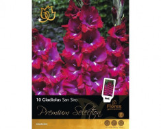 Bulbi Premium Selection Gladiole San Siro, 10 buc foto