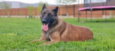 Ciobanesc Belgian Malinois