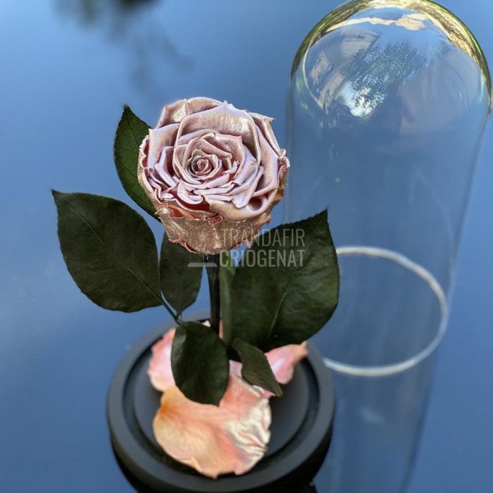 Trandafir Criogenat roz metalizat &Oslash;6,5cm in cupola 10x20cm