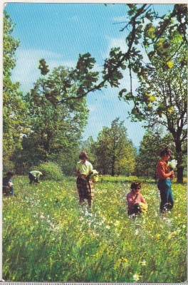 bnk cp Fagaras-Vad - Poiana narciselor - necirculata foto