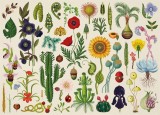 Puzzle 1000 de piese - Botanicum | Big Picture Press