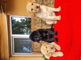 Labrador Retriever Aurii și Negru Masculi Puiuti