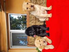 Labrador Retriever Aurii și Negru Masculi Puiuti