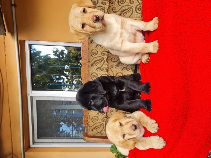 Labrador Retriever Aurii și Negru Masculi Puiuti