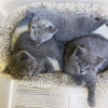 British Shorthair Blue