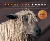 Beautiful Sheep: Portraits of Champion Breeds
