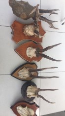 Trofeie vanatoresti foto