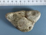 Piatra avand incrustrata o scoica fosilizata (6)