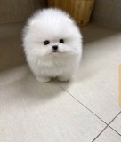 Pomeranian mini