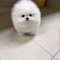 Pomeranian mini