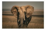 Tablou Canvas, "Elefantul pe c&acirc;mpiile africane", Elefant, Savana, Urechi, Trompă, Iarbă, 39 x 26 cm, CMCLASS