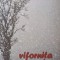 VIFORNITA CEA MARE-PREOT DIMITRIE BEJAN-238059