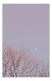 Tablou Canvas, "Luna palidă peste crengile goale", Lună, Cer, Crengi, Roz, Amurg, Ramuri, Pastel, Noapte, Tranquil, Natură, 26 x 39 cm, CMCLASS