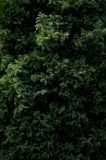 Tablou Canvas, "Verde intens natură ascunsă subtil", Frunziș, Dens, Verde, Textură, Natură, Viu, Organic, Abundență, Vegetație, Lumină, Umbra, Detaliu