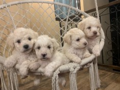 Pui Bichon Havanez foto