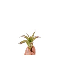 Plantă aeriana, Tillandsia Multiflora Baby, 5&times;3 cm