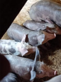 Scrofite si vieruși pietrean